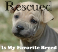 Rescued-Puppy.jpg